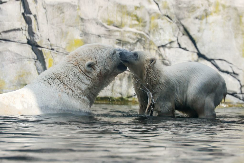 Eisbärenbaby im Wasser am schmusen mit seiner mama