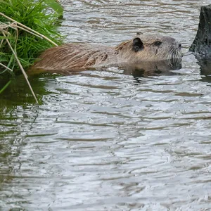 Nutria