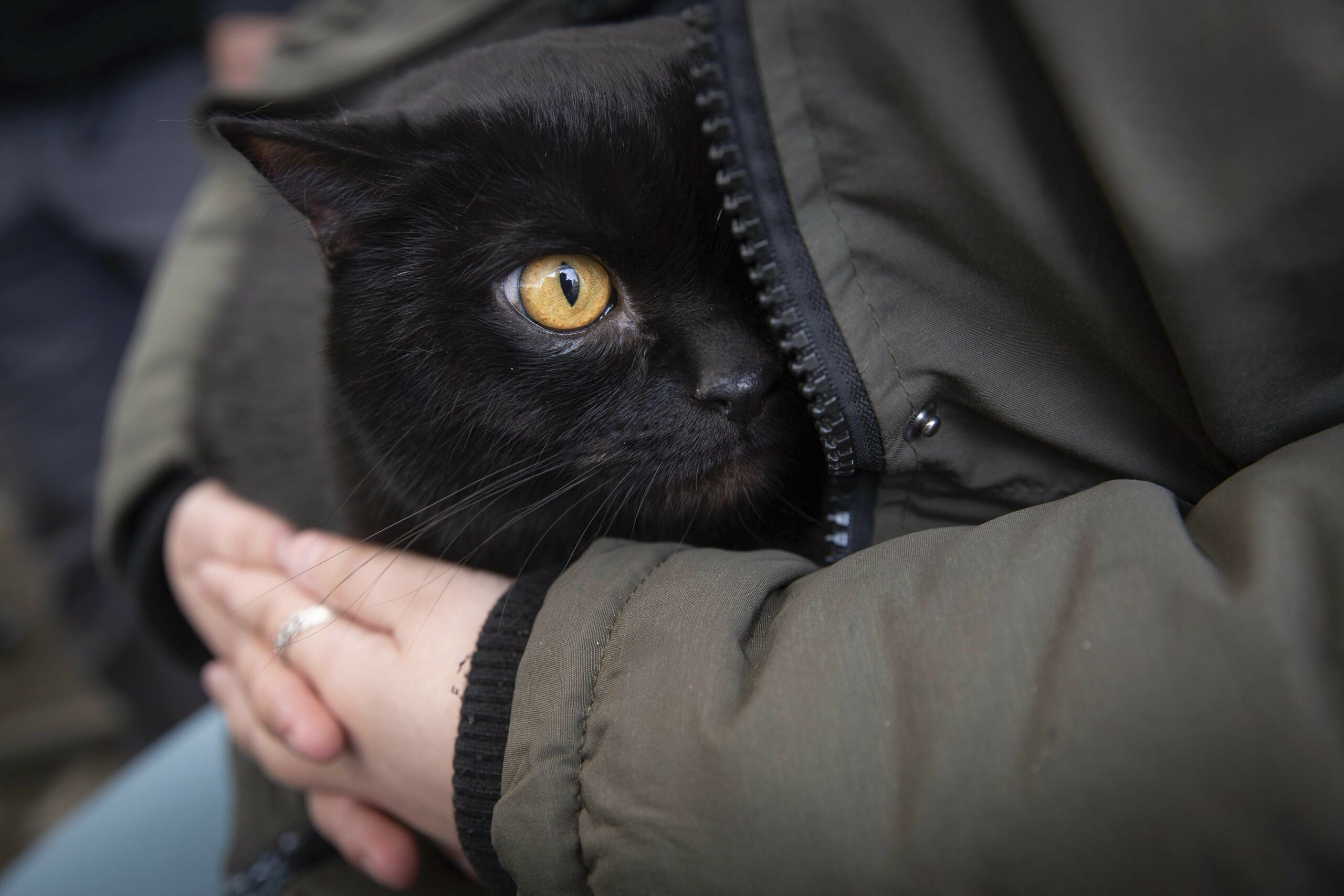 Schwarze Katze versteckt sich in der Jacke ihrer Besitzerin