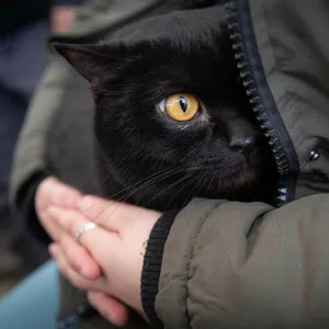 Schwarze Katze versteckt sich in der Jacke ihrer Besitzerin