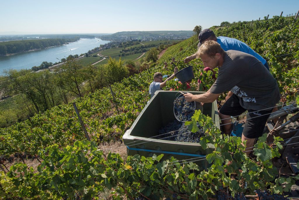 Weinlese Rhein