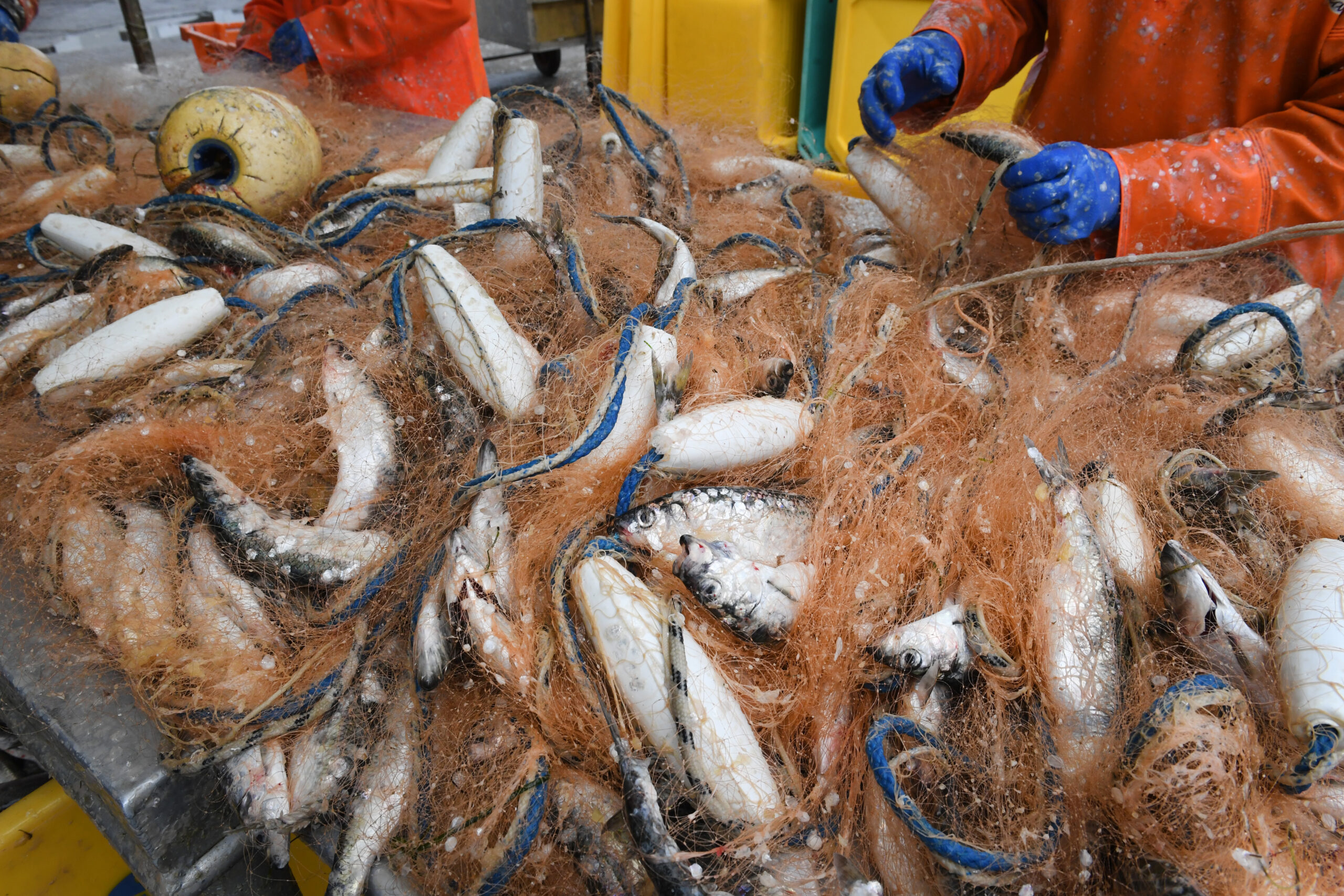 Fischer holen im Hafen von Freest gefangene Heringe aus dem Stellnetz. (Archivbild)