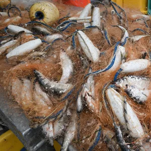 Fischer holen im Hafen von Freest gefangene Heringe aus dem Stellnetz. (Archivbild)