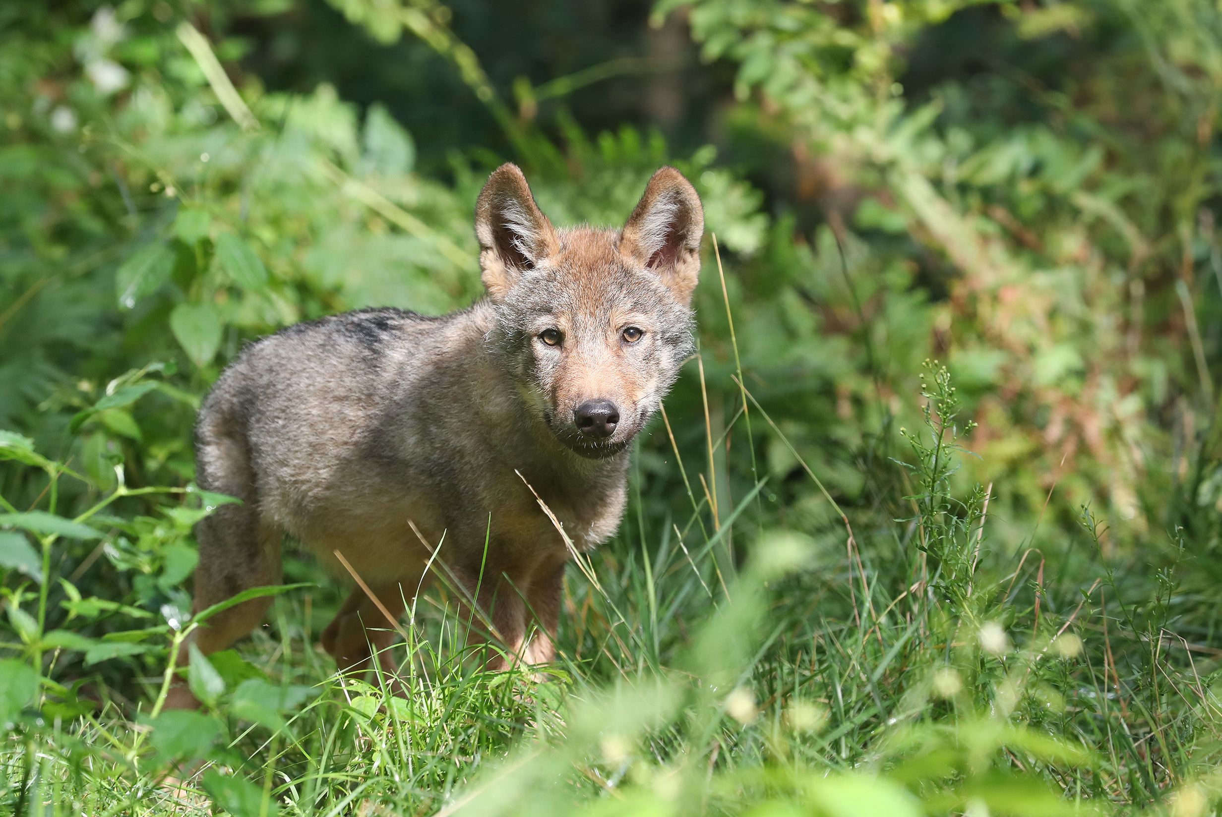 Wolfswelpe Lindo im Wildpark Lüneburger Heide