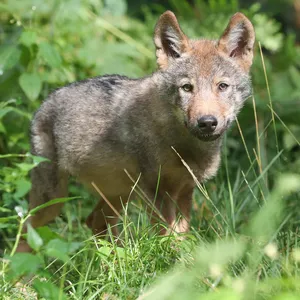 Wolfswelpe Lindo im Wildpark Lüneburger Heide