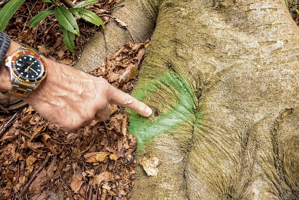 Durch solch wenige Millimeter große Löcher wurde das Gift in die Bäume gespritzt.