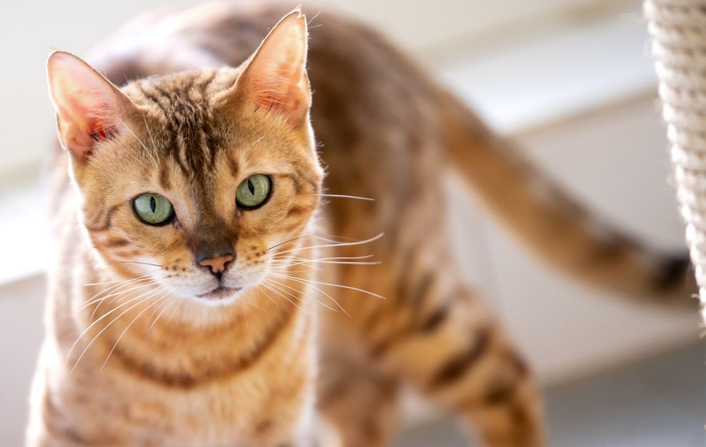 Bengalkatze