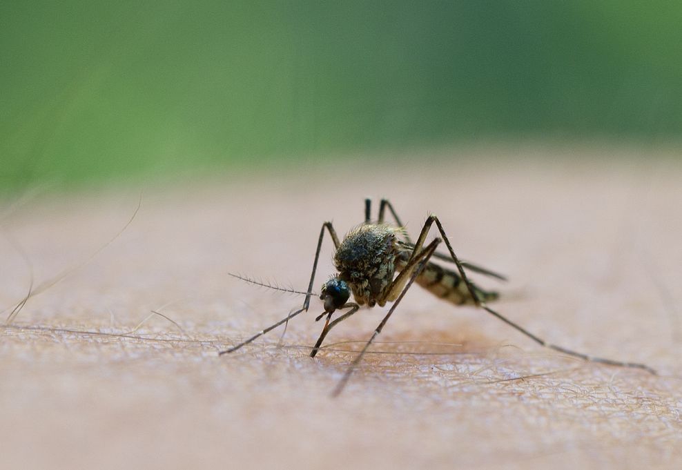 Nervig, fürs Ökosystem aber wichtig: Mücken dienen für viele andere Tierarten als Futter. (Symbolbild)