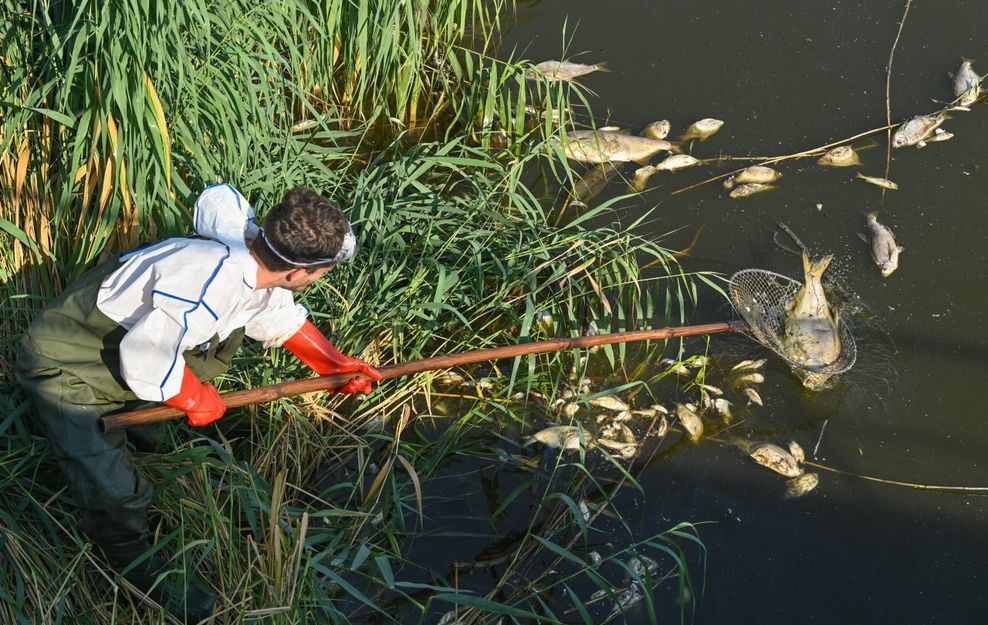 Im vergangenen Jahr wahren viele Helfer damit beschäftigt, die toten Tiere aus der Oder zu fischen. (Archivbild)