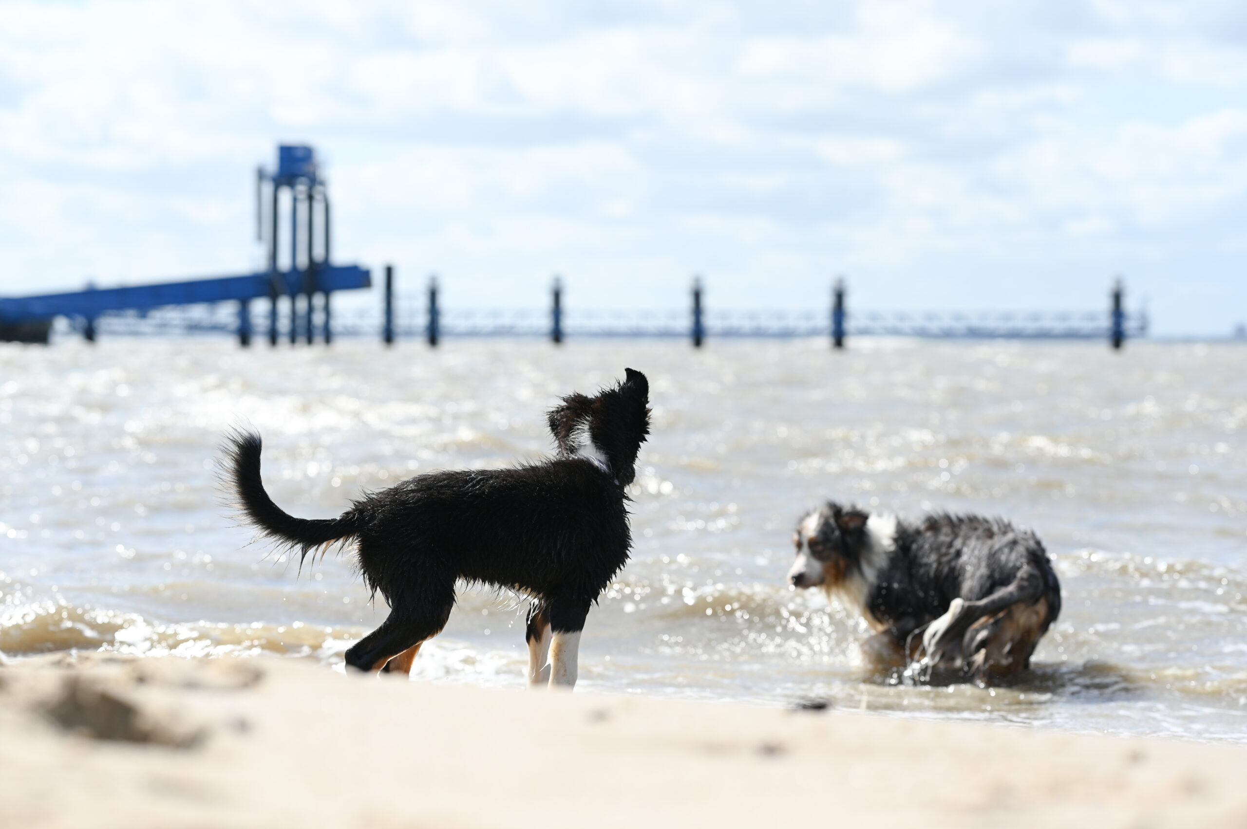 Zwei Hunde tollen bei bestem Sommerwetter an einem Nordsee-Strand bei Emden herum. (Archivbild)
