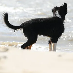 Zwei Hunde tollen bei bestem Sommerwetter an einem Nordsee-Strand bei Emden herum. (Archivbild)