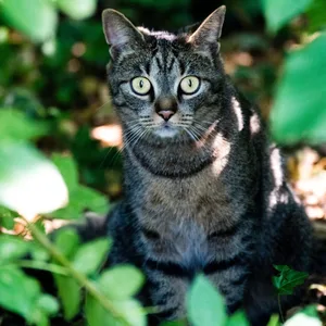 Streunerkatzen gibt es auch in Deutschland – sie sind in der Regel verwahrlost und in einem schlechten gesundheitlichen Zustand. (Symbolbild)
