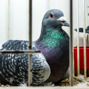 Eine Brieftaube im Käfig