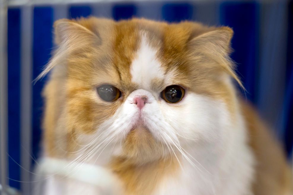 Perserkatze