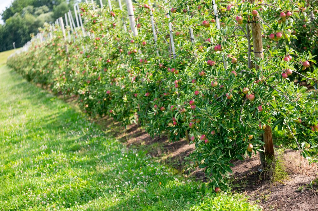 Äpfel an Bäumen auf einer Plantage im Alten Land.