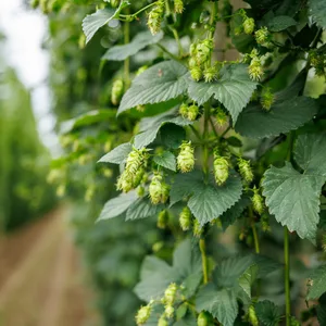 Dolden von Hopfenpflanzen sind auf einem Hopfenfeld zu sehen.