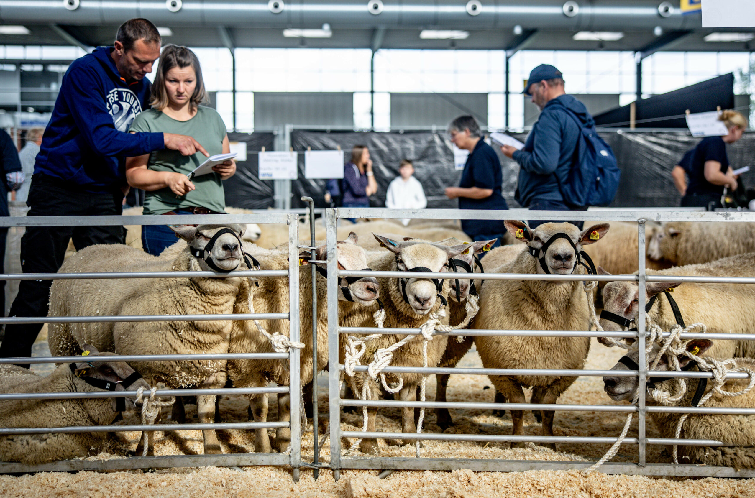 Kaufinteressenten begutachten in der Husumer Messehalle Schafe vor einer Auktion.