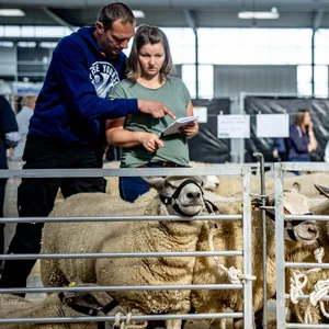 Kaufinteressenten begutachten in der Husumer Messehalle Schafe vor einer Auktion.