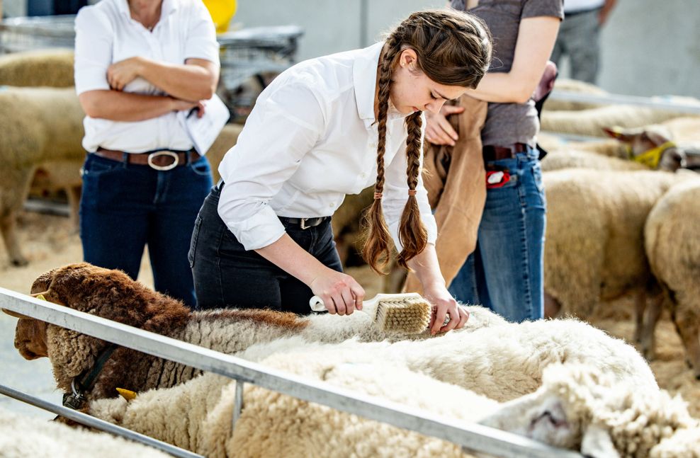 Eine Frau bereitet Schafe auf eine Auktion in der Husumer Messehalle vor.