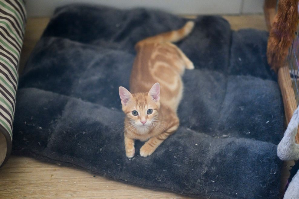 Eine als wild lebende, verwahrloste aufgegriffene kleine Katze sitzt in einem Quaratänezimmer der Katzenhilfe Hannover e.V.