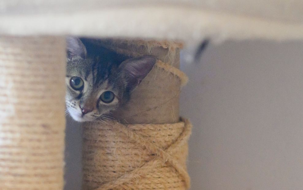 Auch diese Katze lebte verwahrlost auf der Straße.