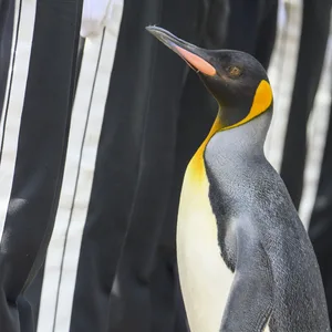 Königspinguin Sir Nils Olav inspiziert die Ehrengarde.