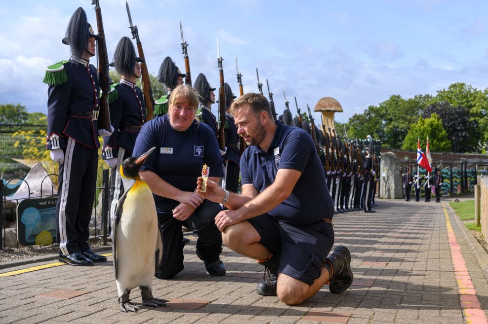 Königspinguin Sir Nils Olav erhält seine Auszeichnung von den Mitarbeitern des Edinburgher Zoos, Lorna Moffat und Michael Livingstone.