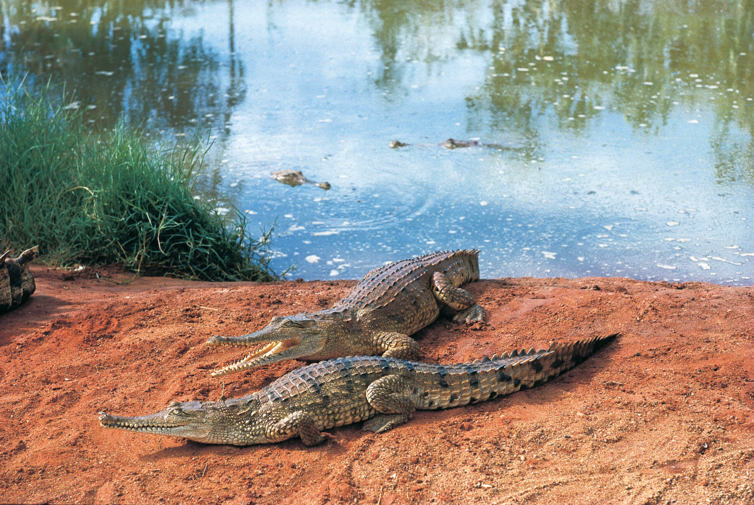 Ein Krokodil hat in Australien zwei Soldaten angegriffen (Symbol-Archivbild).
