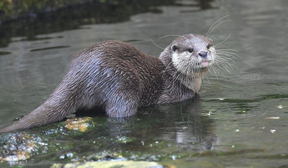 Otter sehen harmlos aus – doch können gefährlich werden. (Symbolbild)