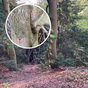 Unbekannte haben im Waldpark Falkenstein mehrere Bäume angebohrt und vergiftet