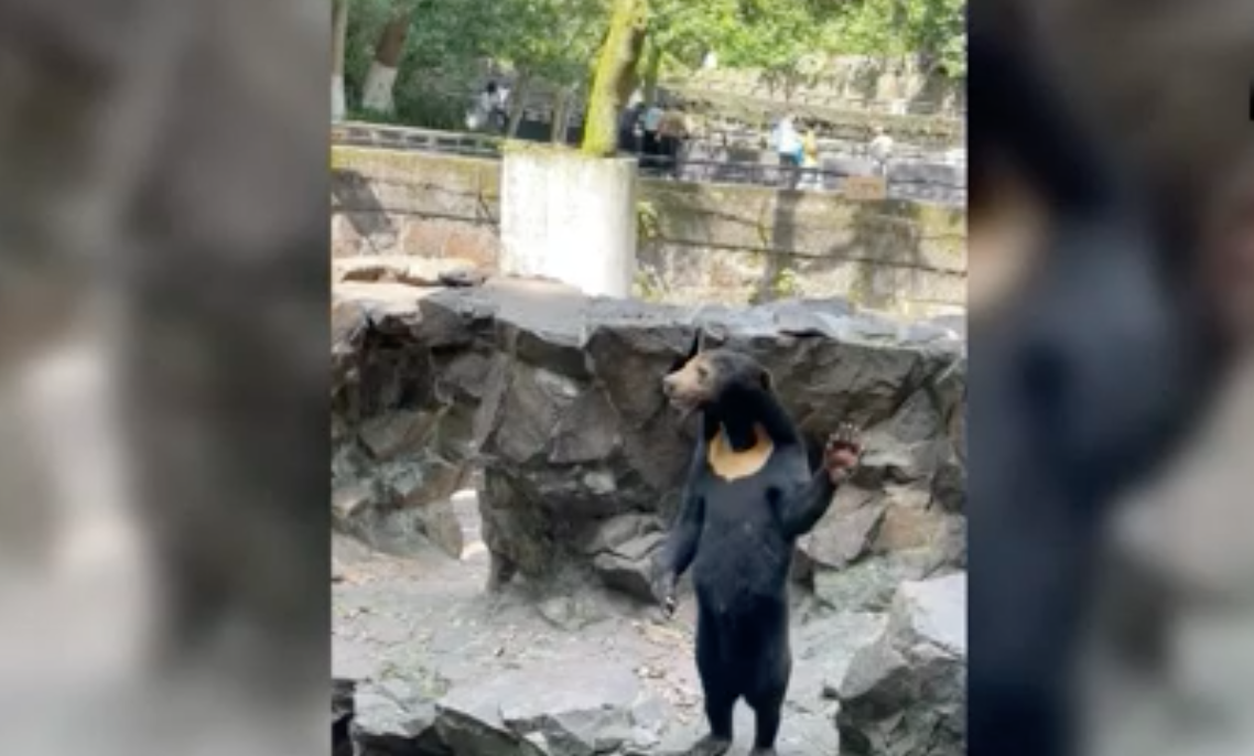 Screenshot des Videos vom Malayenbären im südchinesischen Zoo (CNN)