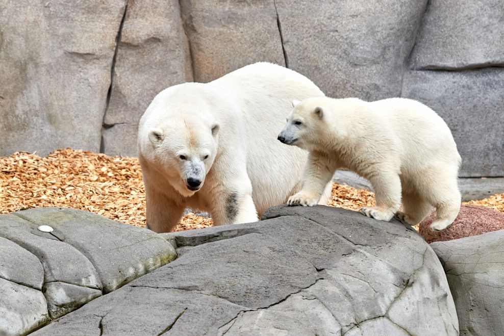 Eisbärenmutter Victoria (20) mit ihrer am Montag getauften Tochter Anouk (geboren im Dezember 2022).