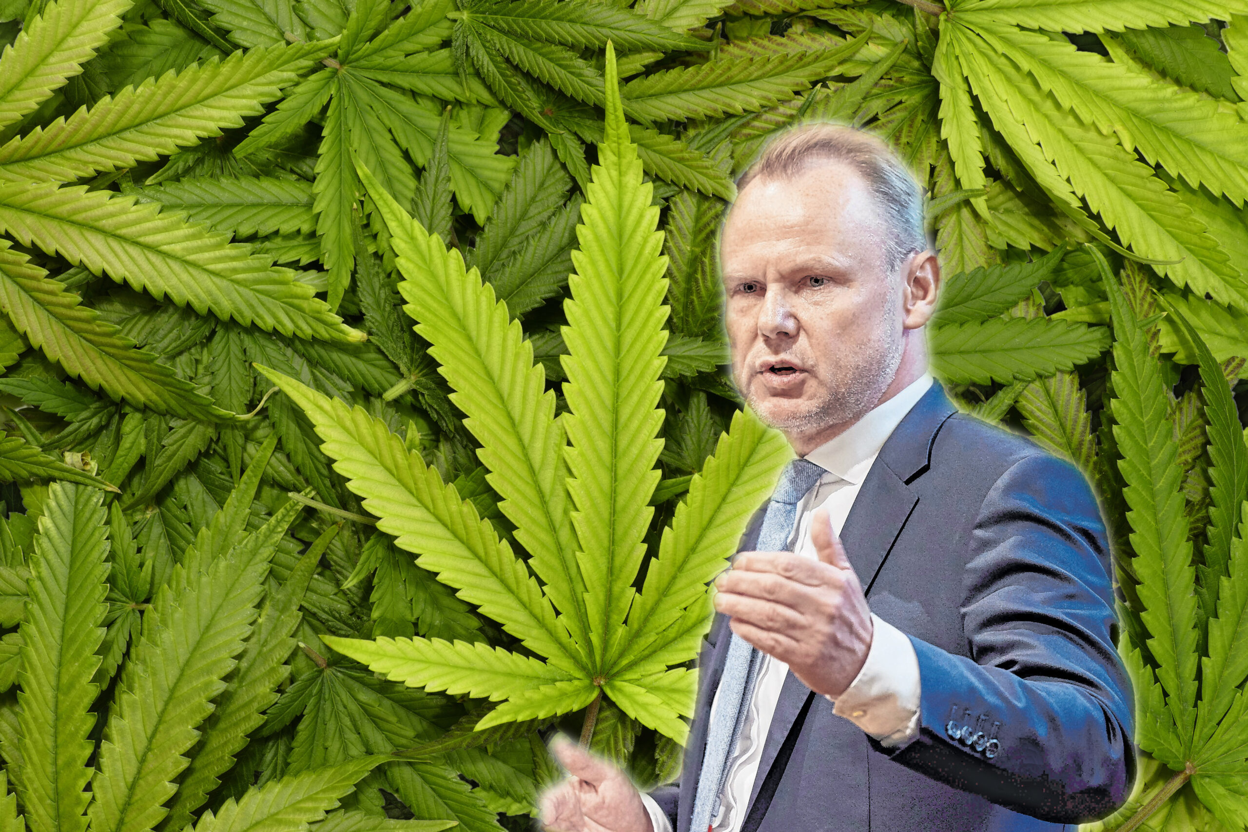 (Fotomontage): Hamburgs Innensenator Andy Grote vor einem Bild mit zahlreichen Cannabis-Pflanzen