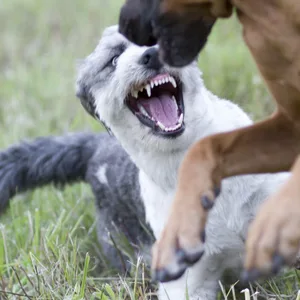 Zwei Hunde spielen miteinander.