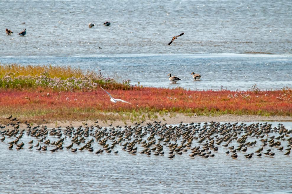 Das Naturschutzgebiet Rantumbecken auf Sylt: Für Mückenlarven ein perfekter Ort zum Wachsen.