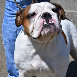 Bei dem Hund handelt es sich mutmaßlich um eine Bulldogge (Symbolfoto).