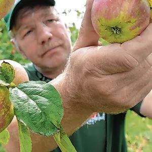 Hein Lühs vom Herzapfelhof prüft die Qualität seiner Grafensteiner Äpfel, eine frühe Sorte, die bald geerntet wird