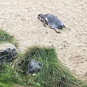 Der enthauptete Pinguin wurde im Gehege gefunden.