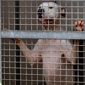 Gilt als gefährliche Rasse: Ein Pitbull im Tierheim (Archivbild).