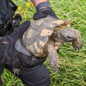 Schildkröte