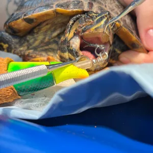 Die kleine Schildkröte während des Eingriffs