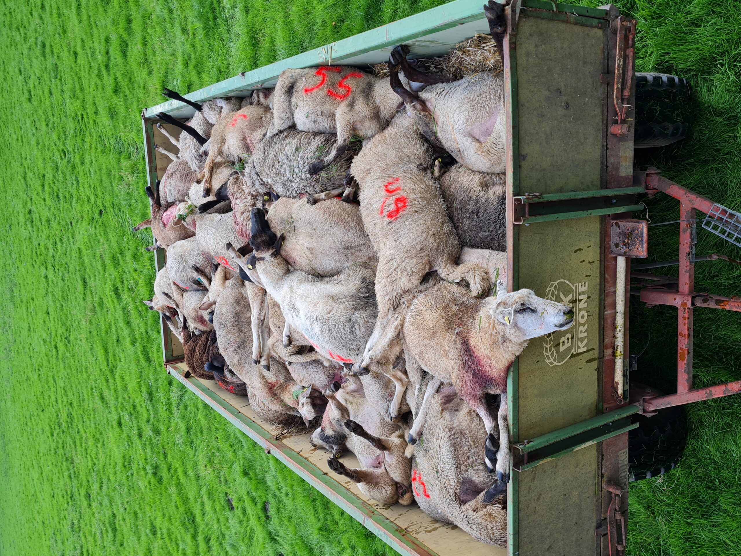Ein schreckliches Bild: Dutzende Schafe starben im Landkreis Stade als Folge eines Wolfsangriffs.