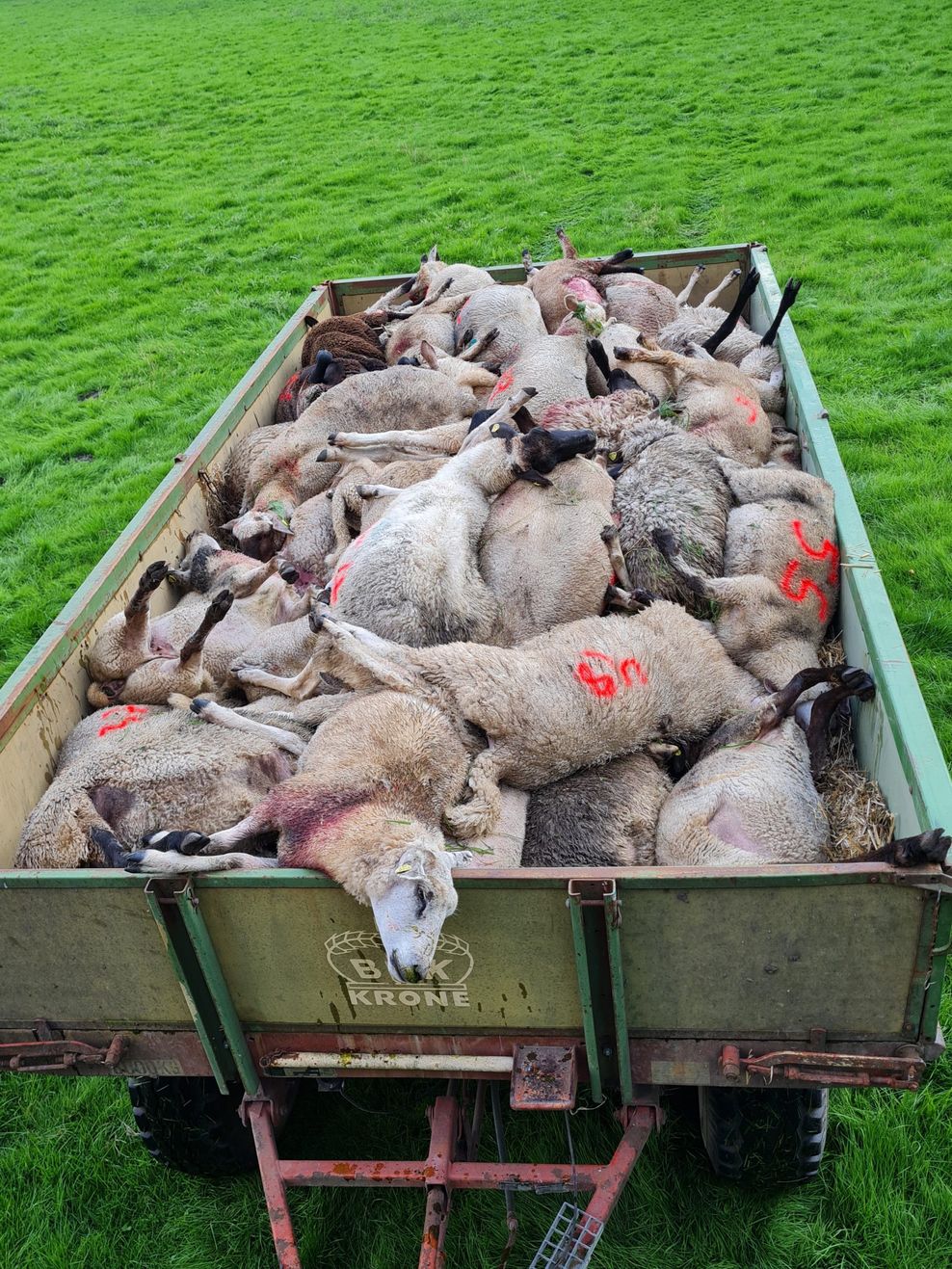 Ein schreckliches Bild: Dutzende Schafe starben im Landkreis Stade als Folge eines Wolfsangriffs.