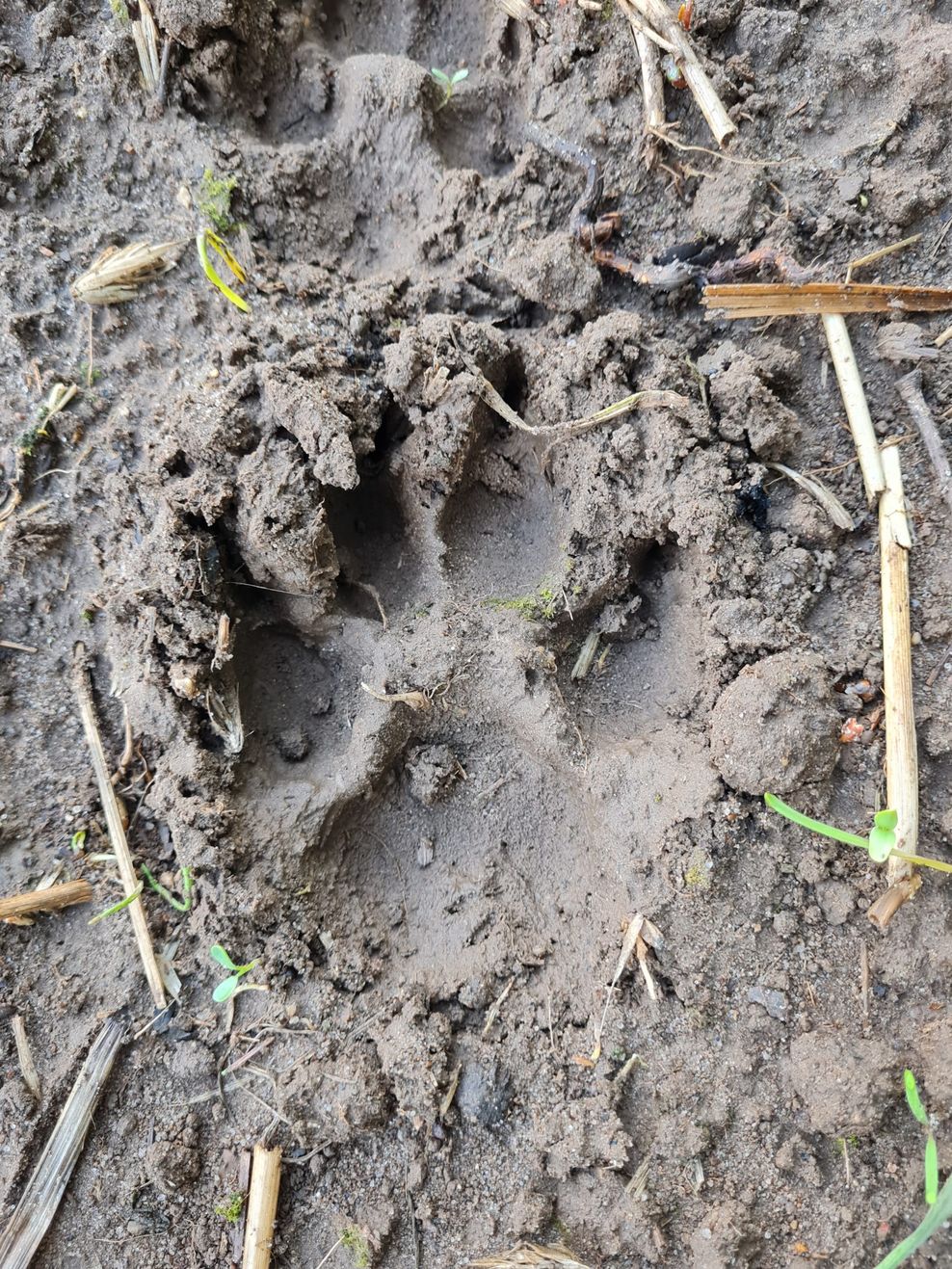 Die Spuren legen nahe, dass es sich um eine Wolf-Attacke gehandelt haben muss.