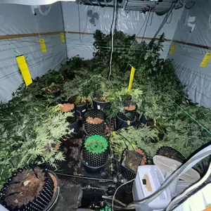 Eine der ausgehobenen Plantagen.