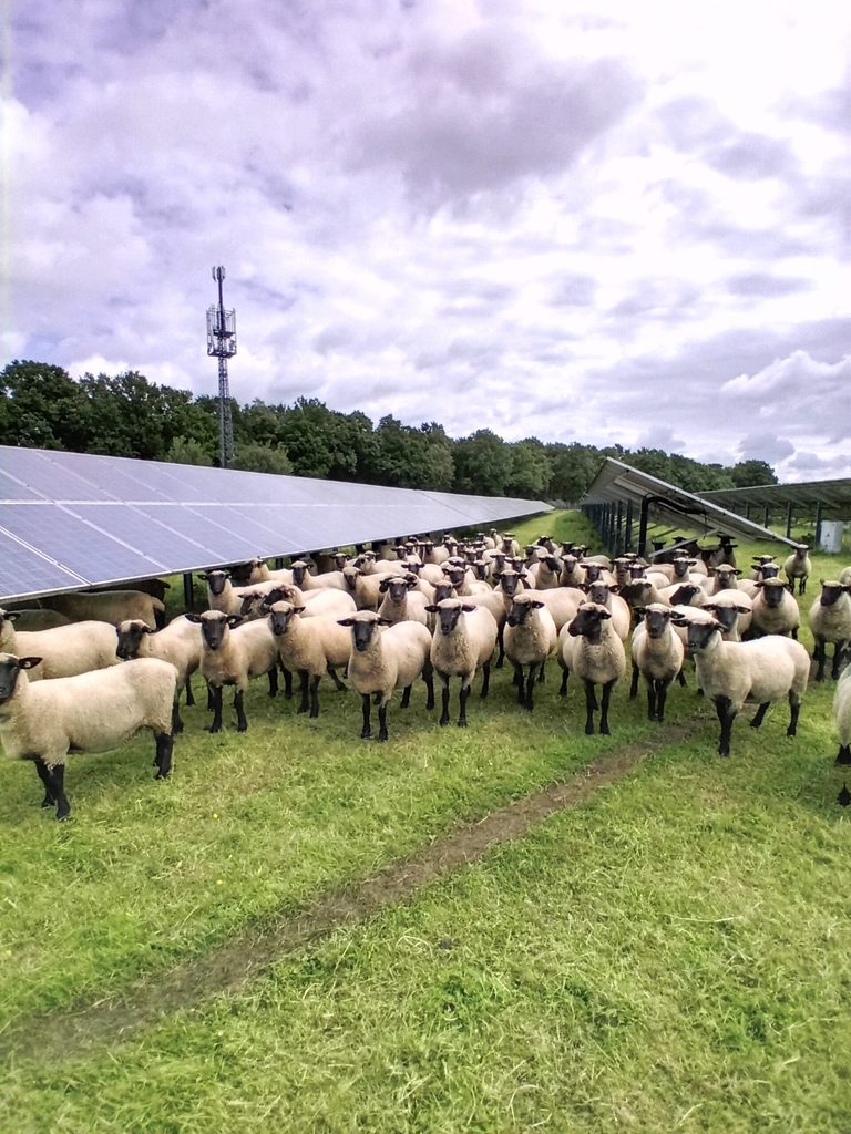 Schafe unter Photovoltaik bei Wendelin Schmücker