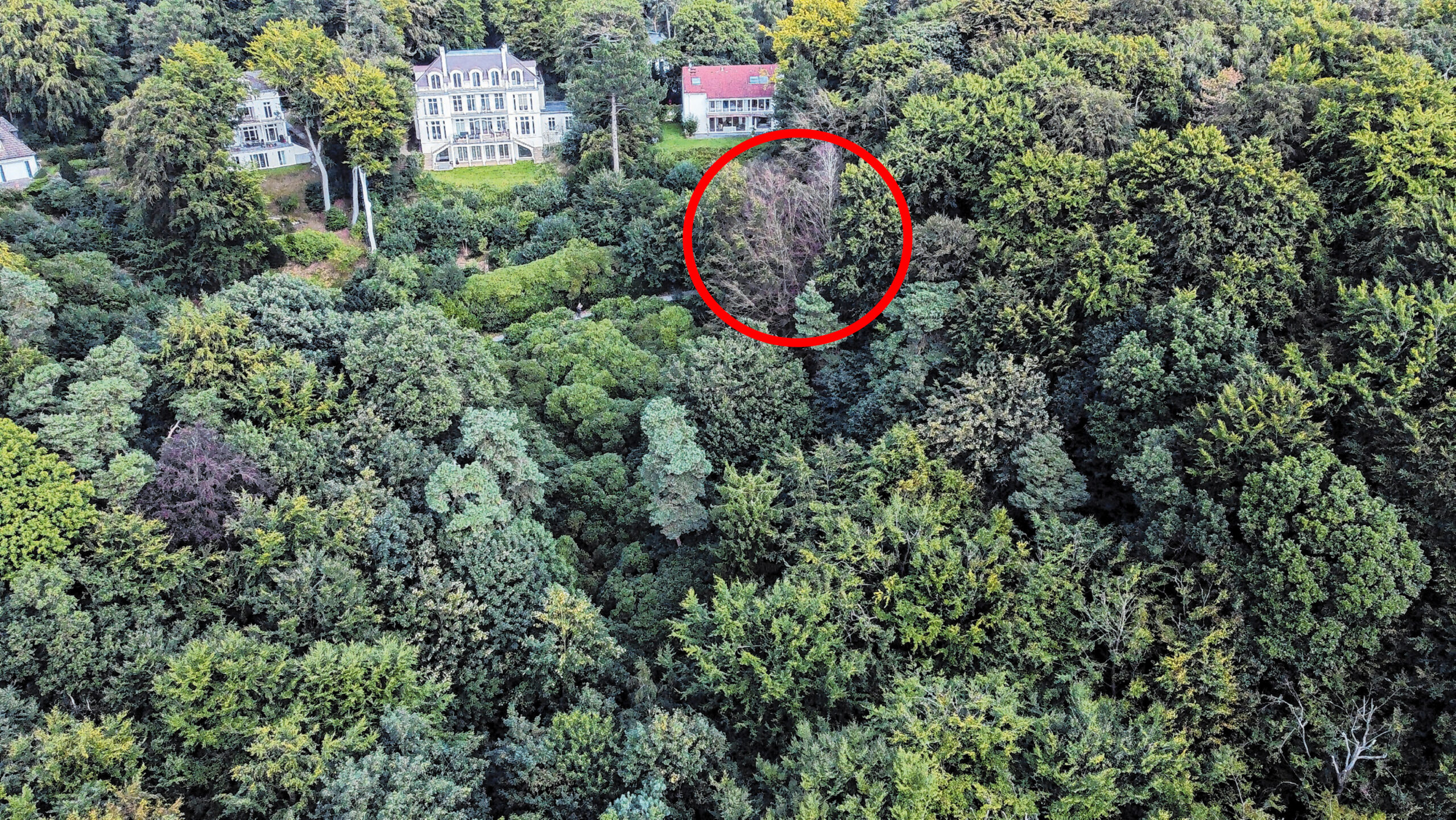 Aus der Luft sind die vergifteten Bäume mit den braunen Blättern im Waldpark Falkenstein deutlich zu erkennen.