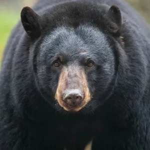 Schwarzbärin