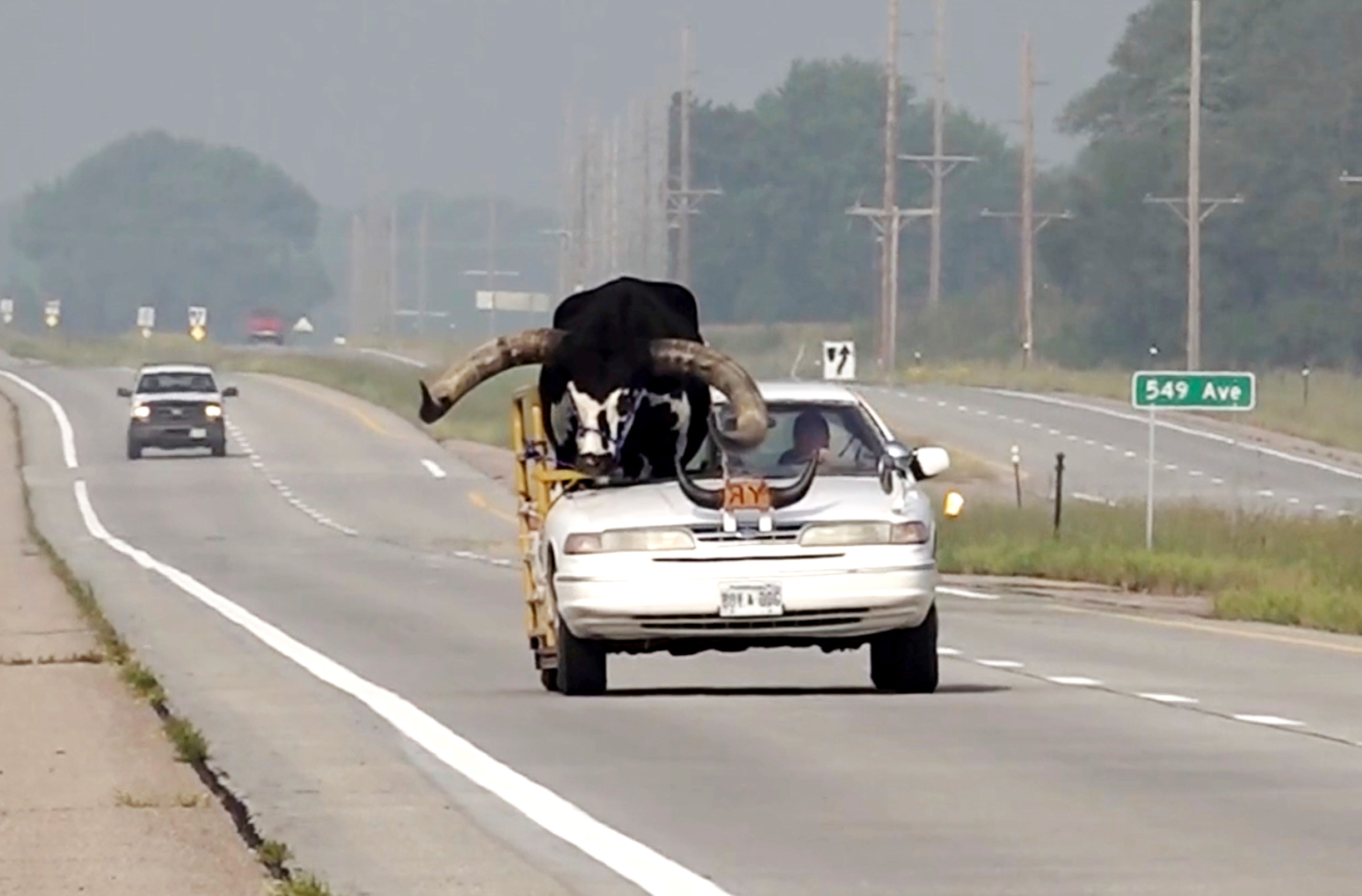 Damit der Bulle ins Auto passt, war das Dach rausgeschnitten.