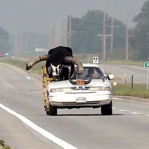 Damit der Bulle ins Auto passt, war das Dach rausgeschnitten.